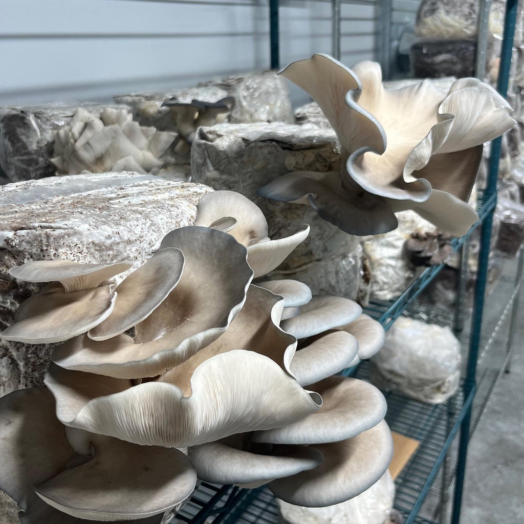 Blue Oyster Mushroom Powder