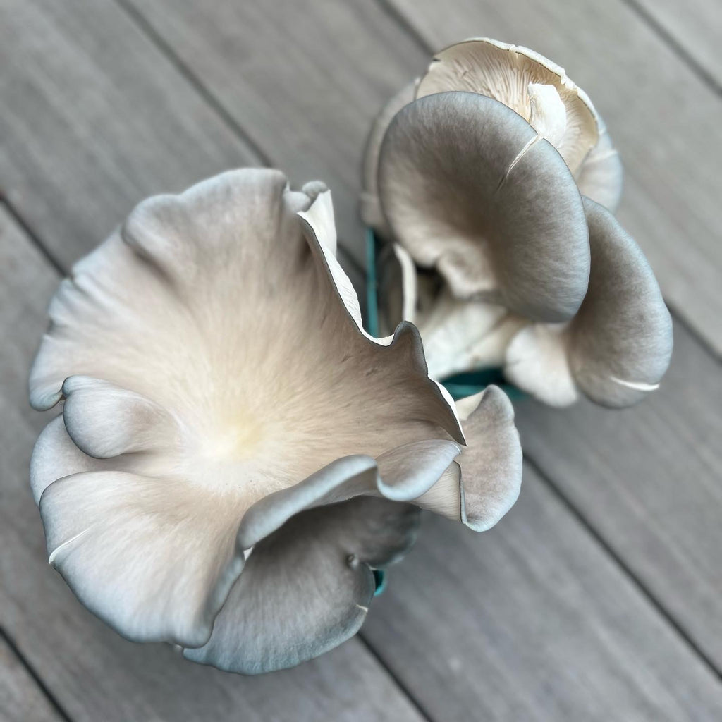 Dried Blue Oyster Mushrooms