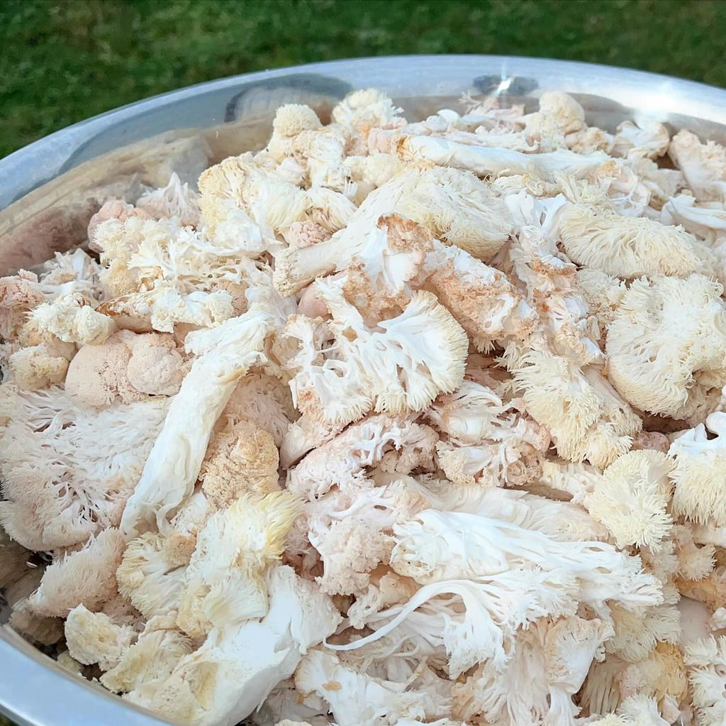 Lions Mane Mushroom Powder