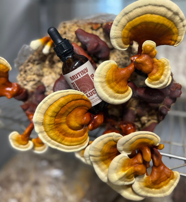 Reishi Tincture