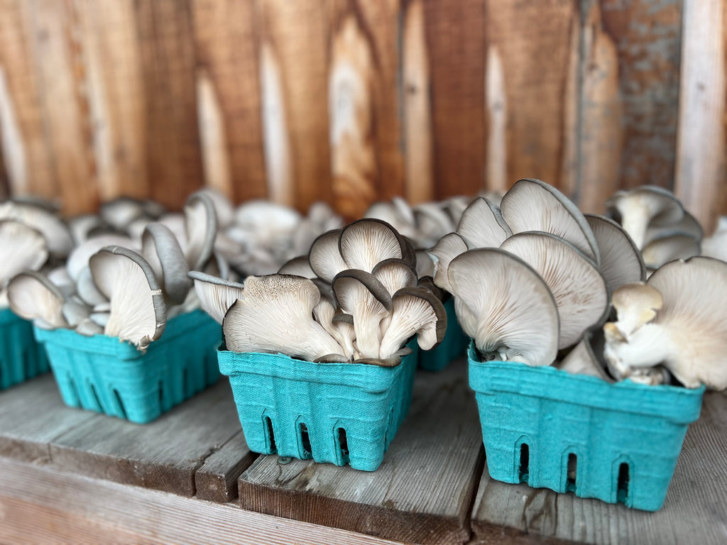 Dried Blue Oyster Mushrooms