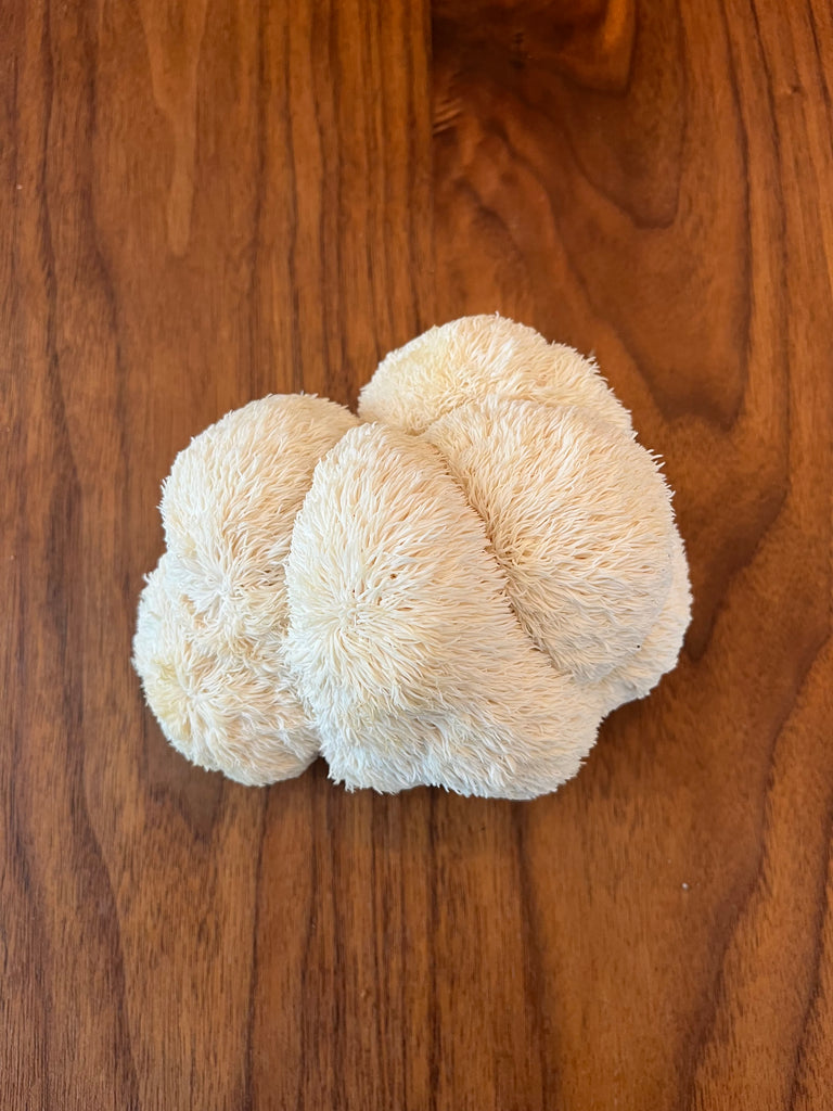 Lion's Mane Tincture